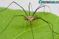 Ảnh Nhện có chân dài nhất thế giới vừa bị chỉnh sửa gene, lùn đi một nửa