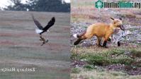 Ảnh Video: Cận cảnh khoảnh khắc đại bàng và cáo đỏ đại chiến trên không
