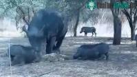 Ảnh Liều lĩnh giành mồi ngon, lợn rừng hứng trọn đòn trừng phạt của tê giác