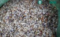 Ảnh Cảnh tượng lúc nhúc trên bãi biển khiến nhiều người nhìn thấy "nổi da gà"?