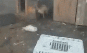 Ảnh Video: Lẻn vào chuồng gà kiếm ăn, cáo đã bị 2 con chó Pitbull phát hiện và tấn công dữ dội