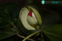 Ảnh Lần đầu tiên phát hiện loài Chun lá Chắp tay bản địa của Việt Nam