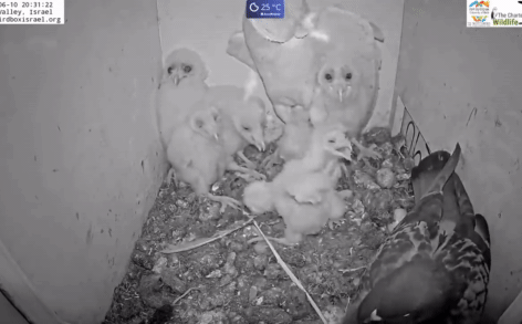 Ảnh Video: Chim cú lợn bố phát hiện "vị khách lạ" trong tổ kết cục bất ngờ!