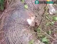 Ảnh Trăn Miến Điện háu ăn vỡ bụng vì nuốt chửng cả một con bò