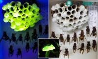 Ảnh Giải mã bí ẩn về tổ ong bắp cày phát sáng dưới tia UV