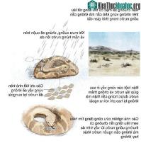 Ảnh Cách uống và giữ nước đặc biệt của những loài động vật sống ở vùng khô hạn