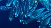 Ảnh Những thước phim ấn tượng giành giải Nikon Small World in Motion 2021