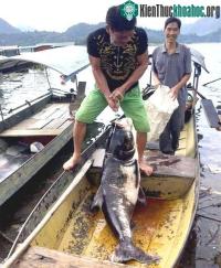 Ảnh Ngư dân bắt 