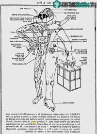 Ảnh Trong tương lai, con người có thể trở thành những "cyborg" hay không?