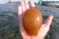 Ảnh Thợ lặn vớt được vật kỳ lạ màu cam, khoe lên mạng mới biết còn quý hơn ngọc