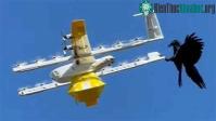 Ảnh Tưởng nhầm ldrone chở cà phê là kẻ địch, quạ tấn công điên cuồng