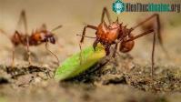Ảnh Bộ hàm kì diệu của những con kiến ăn cỏ