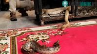 Ảnh Video: Trăn cộc bị hổ mang chúa háu đói tấn công nhận cái kết bi thảm
