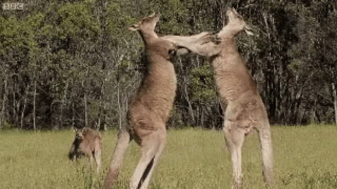 Ảnh "Vũ khí bí mật" của kangaroo thực ra không phải là đấm bốc như chúng ta nghĩ