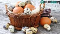 Ảnh Hàm lượng dinh dưỡng của trứng gà, trứng vịt, trứng cút... loại nào tốt nhất cho sức khoẻ?