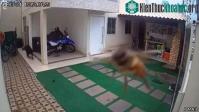 Ảnh Chó cưng chết đầy bí ẩn trong vườn, chủ nhà xem camera thì hãi hùng trước “sát thủ” to bằng đầu ngón tay