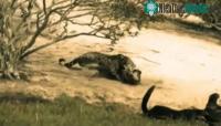Ảnh Video: Rái cá nằm phơi nắng bất ngờ bị "bóng đen" lao ra tấn công, số phận của nó sẽ ra sao?