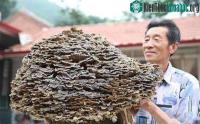 Ảnh Được trả tiền tỷ để mua lại vật thể khổng lồ, lão nông lại khiến cả làng ngơ ngác khó hiểu vì hành động sau đó