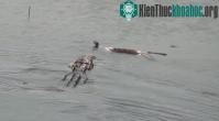 Ảnh Video: Cận cảnh cá sấu “xơi tái” chú rắn độc khổng lồ Agkistrodon piscivorus
