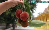 Ảnh Việt Nam có một loại quả lạ kết hợp giữa đào, hồng và vú sữa
