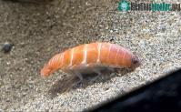 Ảnh Hình ảnh loài ký sinh trùng kỳ lạ có ngoại hình giống hệt miếng sushi