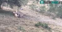 Ảnh Ngoạm trúng cổ ngựa vằn, sư tử háu đói vẫn thất bại ê chề