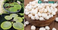 Ảnh Cư dân mạng xôn xao về loại quả kỳ lạ hái lên từ bùn đen, có hạt như hạt lựu