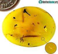 Ảnh Hóa thạch độc nhất vô nhị của sinh vật bất tử, sống được ở hành tinh khác