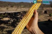 Ảnh Thị trấn nhỏ ở Mexico - Nơi trồng những bắp ngô lớn nhất thế giới