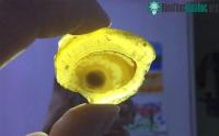 Ảnh Có cảm giác bị ai đó nhìn trộm khi đang lội nước, chàng trai quơ đại liền hốt hoảng vì bắt được "con mắt" lạ
