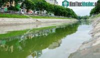 Ảnh Hình ảnh hiếm thấy: Nước sông Tô Lịch xanh ngắt, cá bơi 'nhộn nhịp' hàng đàn