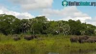 Ảnh Video: Đang uống nước chú voi bỗng dưng la hét ầm ĩ, nhìn kỹ ai cũng kinh hãi với con "quái vật" đang cắn nó