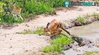 Ảnh Thoát khỏi cá sấu, linh dương xấu số lại gặp "thần chết" rình sẵn trên bờ