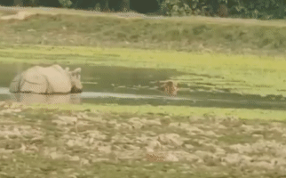 Ảnh Video: Đang ngâm mình thư giãn, hổ bỏ chạy "thục mạng" vì phát hiện kẻ thù to lớn