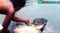 Ảnh Cá sấu khổng lồ 70 năm nương nhờ cửa Phật, nổi tiếng vì ăn cơm trắng và đồ chay