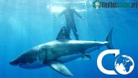 Ảnh Cá mập điên cuồng tấn công lồng kính khi cánh cửa bị hỏng, số phận người bên trong sẽ ra sao?