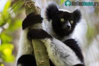 Ảnh Bất ngờ: Loài vượn cáo ở quốc đảo Madagascar có thể hát We Will Rock You