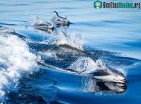 Ảnh Tìm hiểu nguồn gốc bùng phát bệnh nấm trên động vật biển có vú
