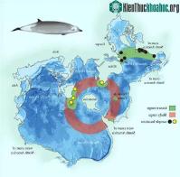 Ảnh Phát hiện sinh vật khổng lồ khoa học chưa từng biết, xuất hiện khắp Nam bán cầu
