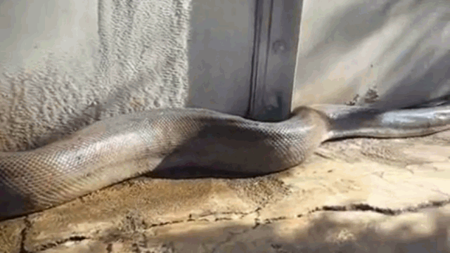 Ảnh Video: Sốc trước cảnh trăn khổng lồ ngóc đầu dậy và lao tới tấn công người quay phim