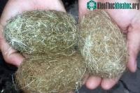 Ảnh Các loại sỏi quý hiếm bên trong nội tạng của động vật