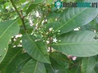 Ảnh Phát hiện "cây sau sân nhà" ở Samoa có tác dụng giúp trị ung thư, Covid-19