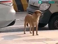 Ảnh Chú chó bị triệt sản, suốt 3 tháng ngày nào cũng đến phòng khám thú y "bắt đền"
