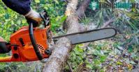 Ảnh Thành phố quyết định chặt hàng chục nghìn cây xanh để tiết kiệm nước
