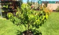 Ảnh Người làm vườn ở Australia lập kỷ lục Guiness với việc tạo ra cây có 10 loại quả