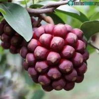 Ảnh "Kỳ quả vua của rừng" xuất hiện giữa chốn nhân gian