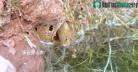 Ảnh Hang đất liên tục động đậy, chú cá chạch vừa thò đầu ra ngoài đã trở thành mồi ngon của kẻ ăn thịt