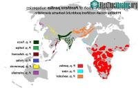 Ảnh Nghiên cứu mới: Báo hoa mai Châu Phi và báo hoa mai Châu Á có thể là hai loài khác nhau