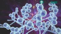 Ảnh Sau coronavirus, bệnh nấm có thể là nỗi khiếp sợ mới của nhân loại