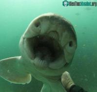 Ảnh Chú "baby shark" đáng yêu, thích chơi đùa với con người